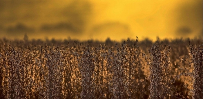  Brasil se posiciona como líder mundial en soya