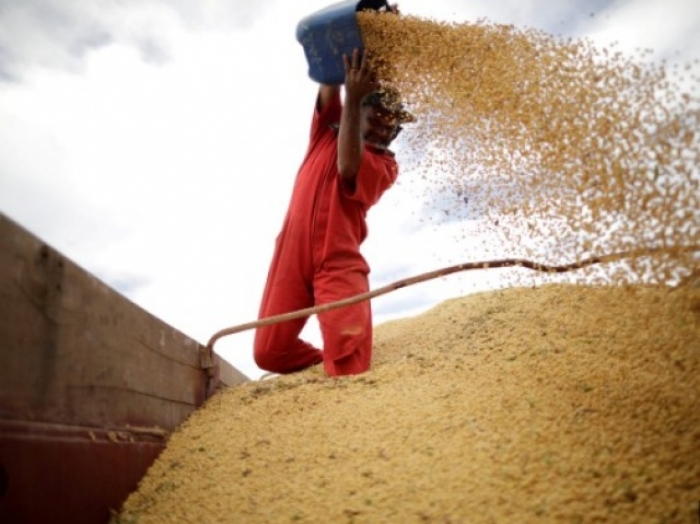  China ampliará sus ensayos de producción con maíz y soya transgénica en un creciente enfoque de seguridad alimentaria del Gobierno