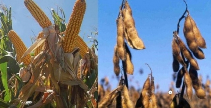  Clima en Sudamérica, demanda de China y el informe del USDA: desafíos y oportunidades para la campaña de granos 2023/24 