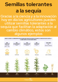 Semillas tolerantes a la sequía