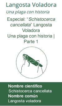 Langosta voladora, una plaga con historia