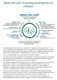 Broca del café, el enemigo principal de los cafetales