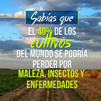 40% de cultivos del mundo se podría perder por maleza, insectos y enfermadades