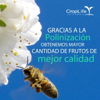 Gracias a la polinización obtenemos mayor cantidad de frutos de mejor calidad